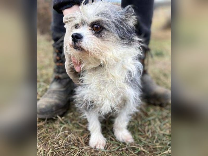 IDA wurde hilflos auf der Straße gefunden