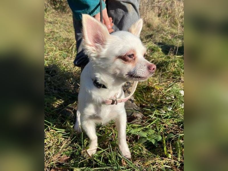 MINNIE ist ein winziges Hundemädchen