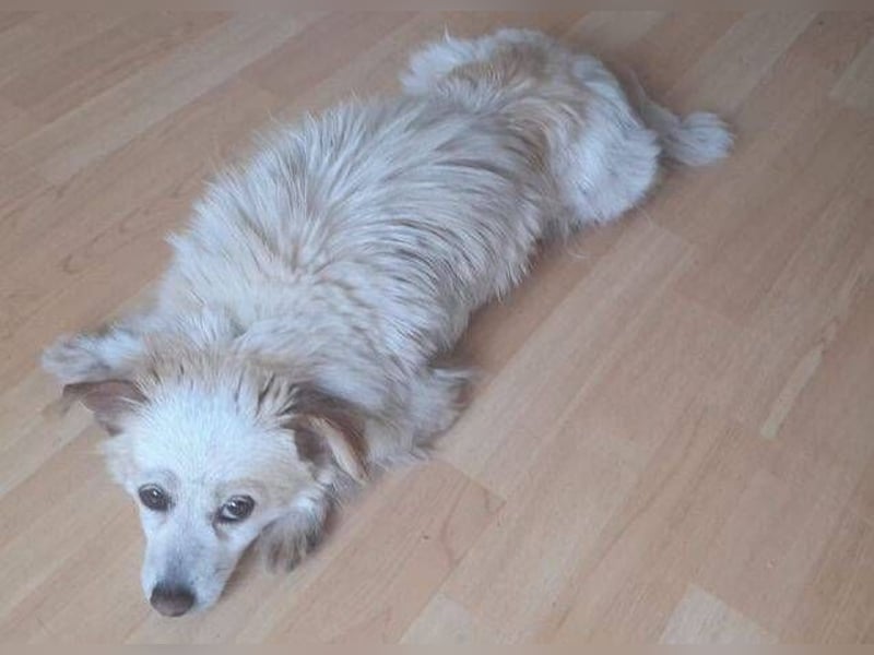 TALVI ist eine süße Hundedame