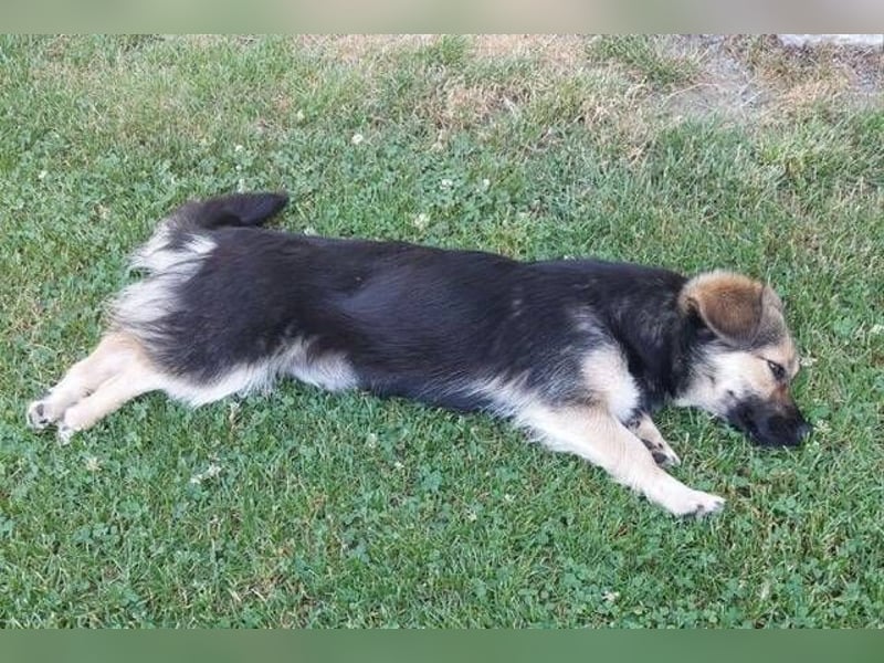 ZOICA ist ein absoluter Traumhund