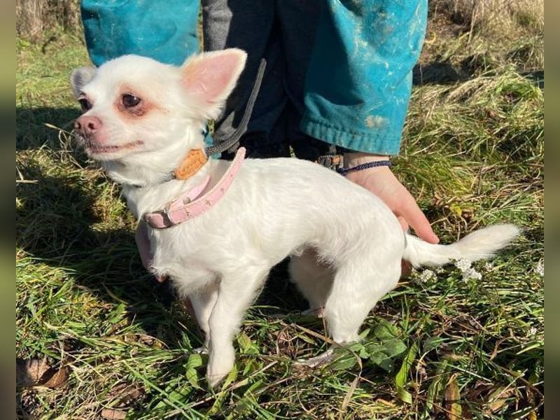 MINNIE ist ein winziges Hundemädchen