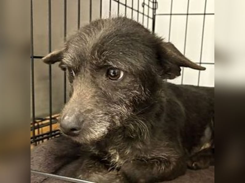 BETTY 3 braucht dringend Hilfe