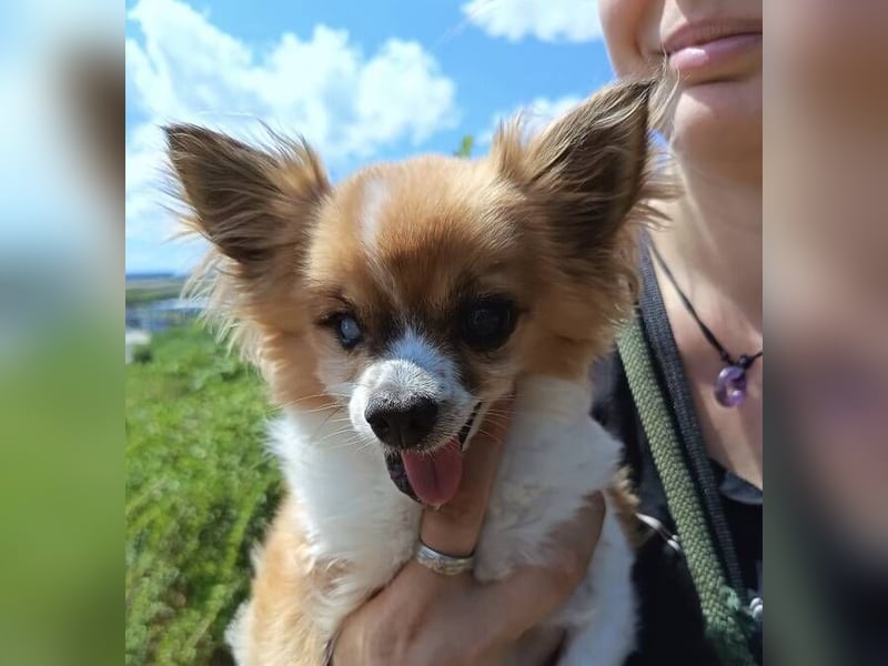 LOUIE