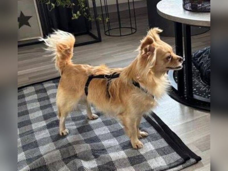 MINNIE ist ein winziges Hundemädchen