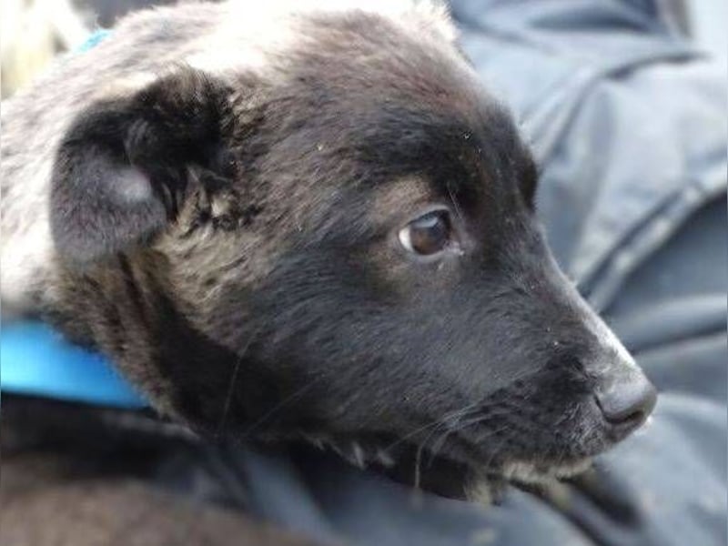 DINA kleines Hundekind in Lebensgefahr