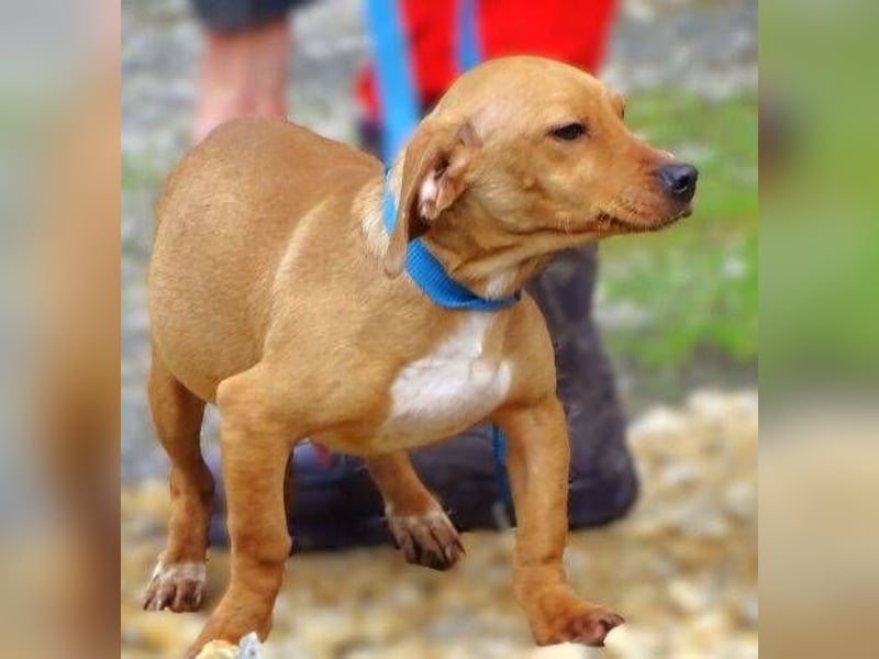 BRUNO entzückender kleiner Hundebub