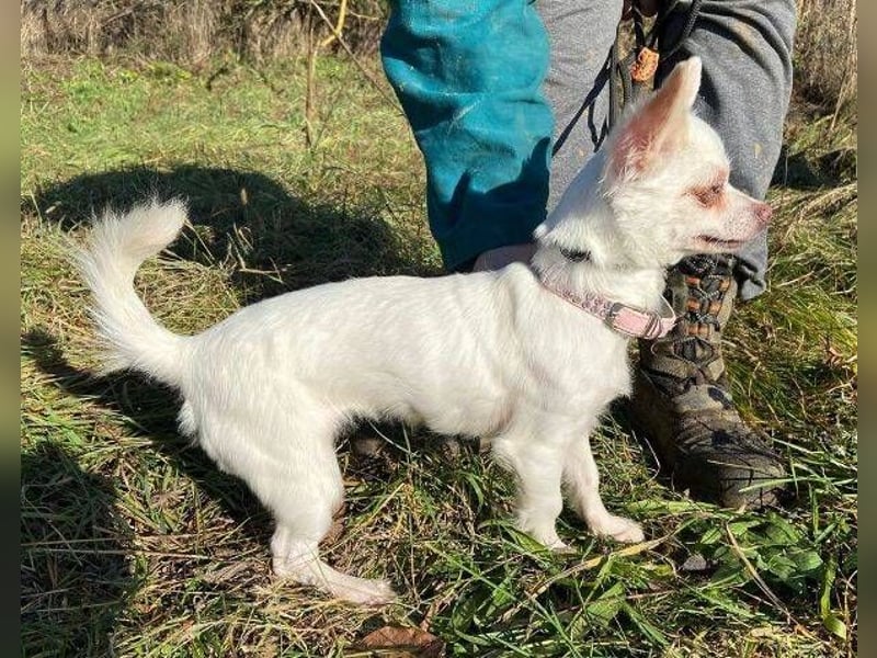 MINNIE ist ein winziges Hundemädchen