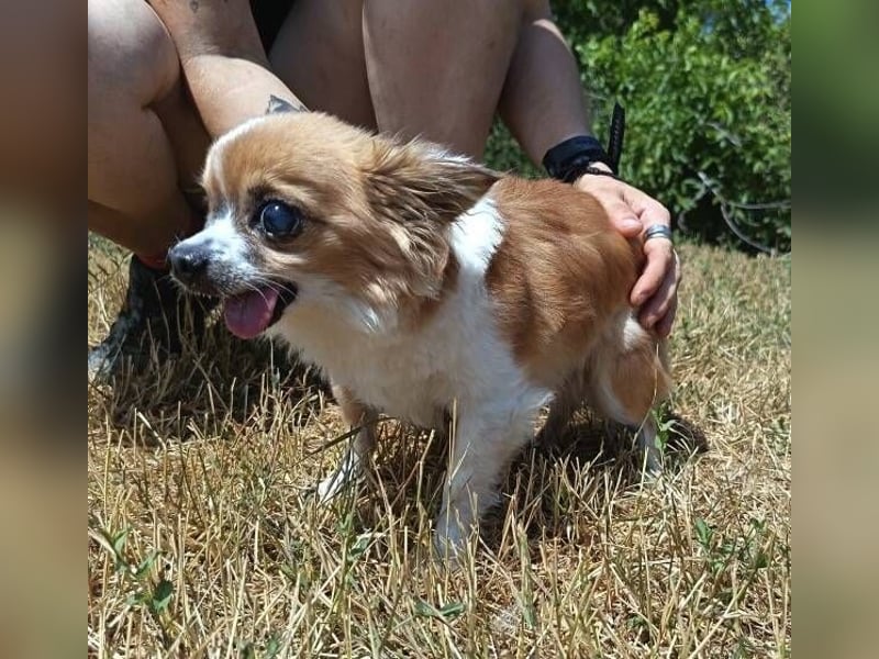 LOUIE