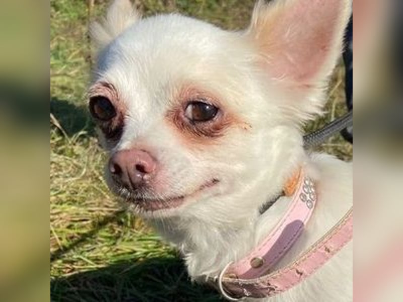 MINNIE ist ein winziges Hundemädchen