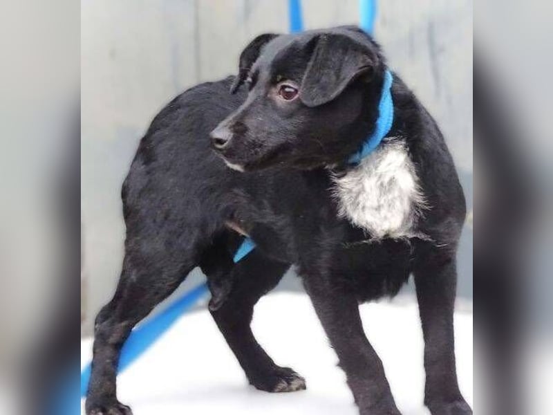 DINA klitzekleines Hundemädchen