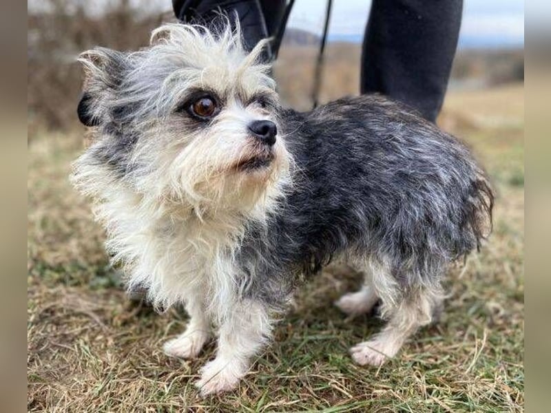 IDA wurde hilflos auf der Straße gefunden