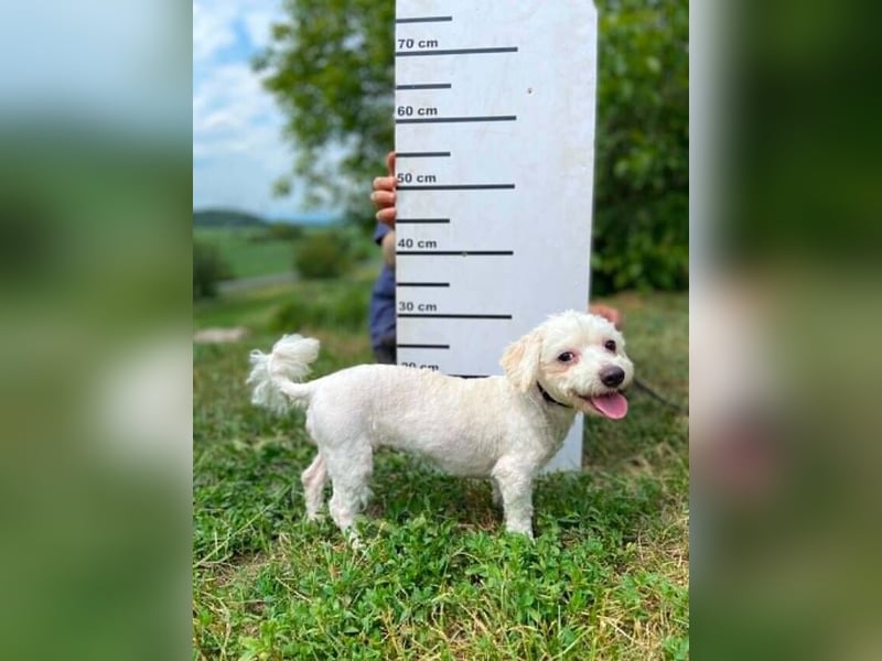 AYLA keine Wuschelmaus