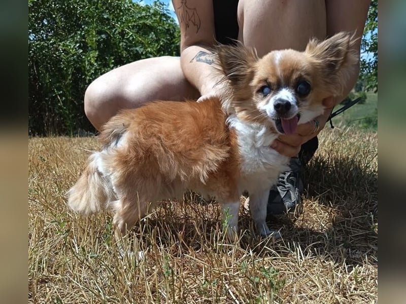 LOUIE