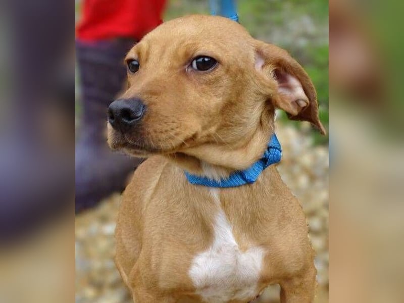 BRUNO entzückender kleiner Hundebub