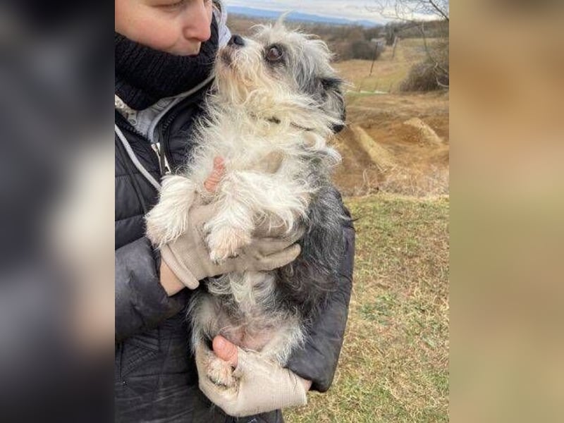 IDA wurde hilflos auf der Straße gefunden