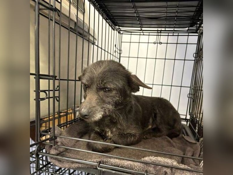 BETTY 3 braucht dringend Hilfe