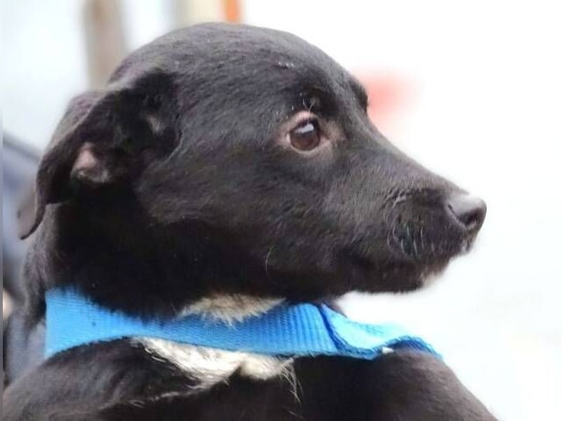 DINA kleines Hundekind in Lebensgefahr