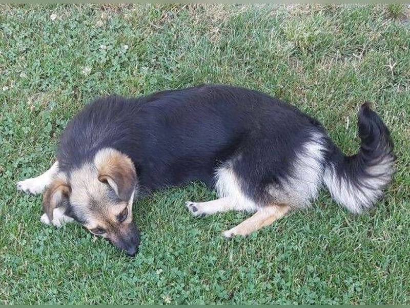 ZOICA ist ein absoluter Traumhund