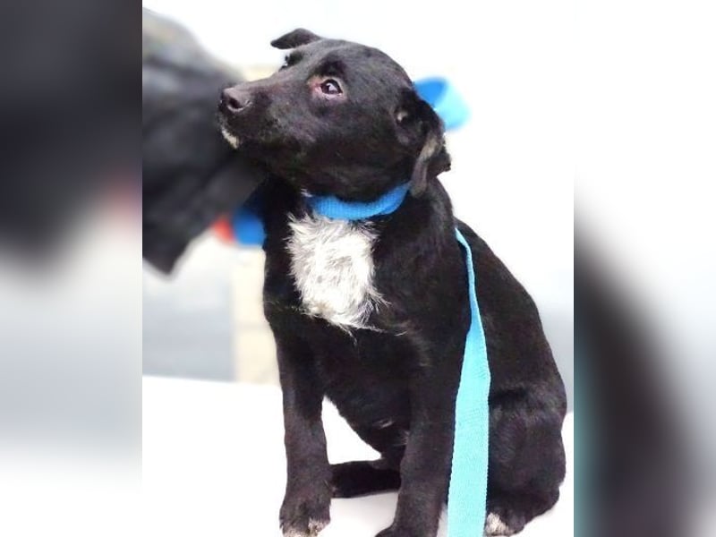 DINA kleines Hundekind in Lebensgefahr