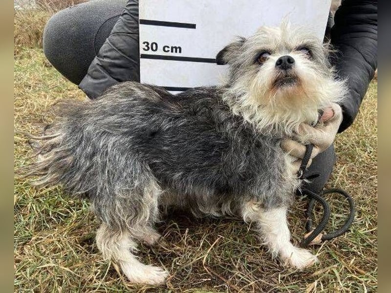 IDA wurde hilflos auf der Straße gefunden