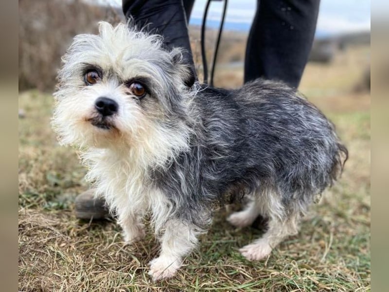 IDA wurde hilflos auf der Straße gefunden