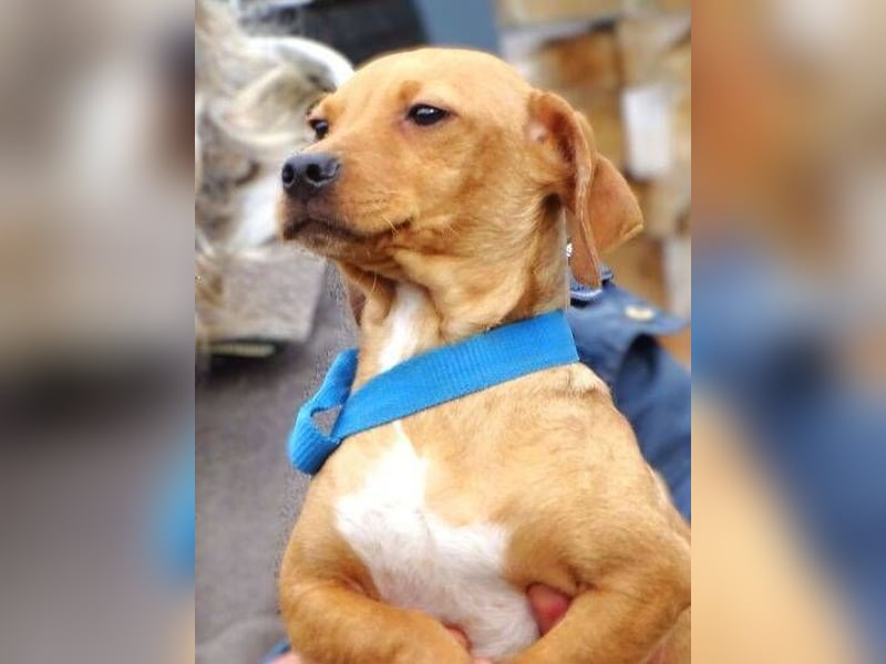 BRUNO entzückender kleiner Hundebub