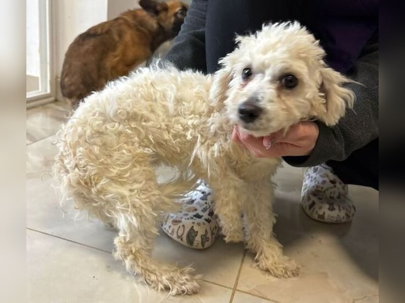 TIMMI ist in großer Not