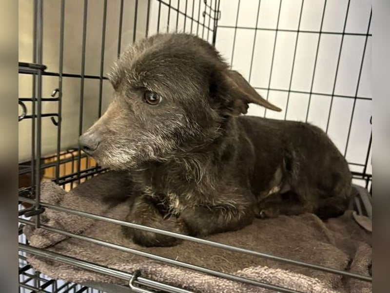 BETTY 3 braucht dringend Hilfe