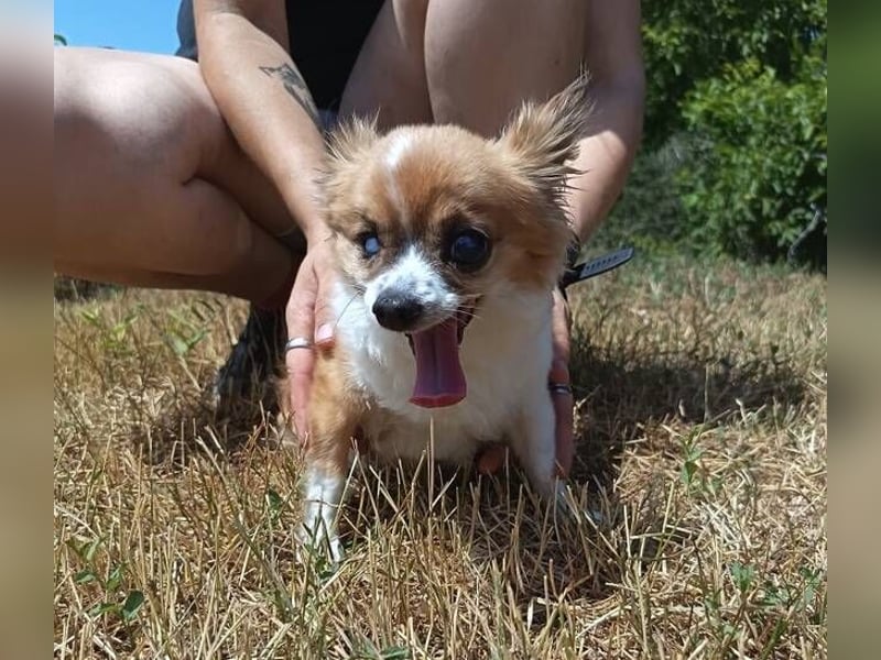 LOUIE