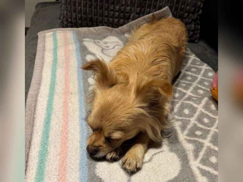MINNIE ist ein winziges Hundemädchen