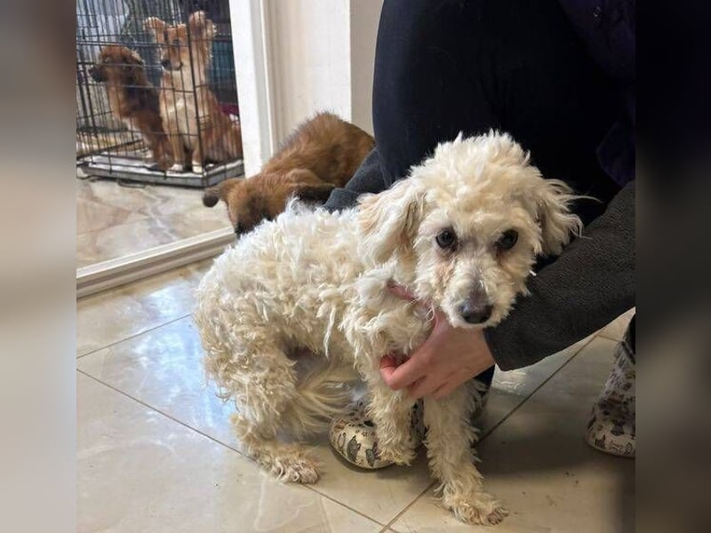 TIMMI ist in großer Not