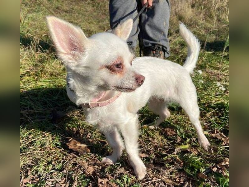 MINNIE ist ein winziges Hundemädchen