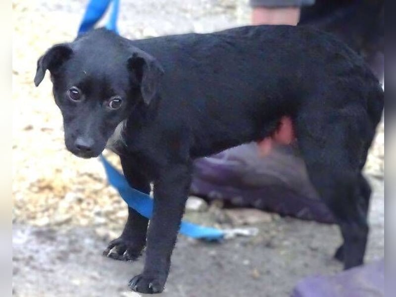 DINA kleines Hundekind in Lebensgefahr