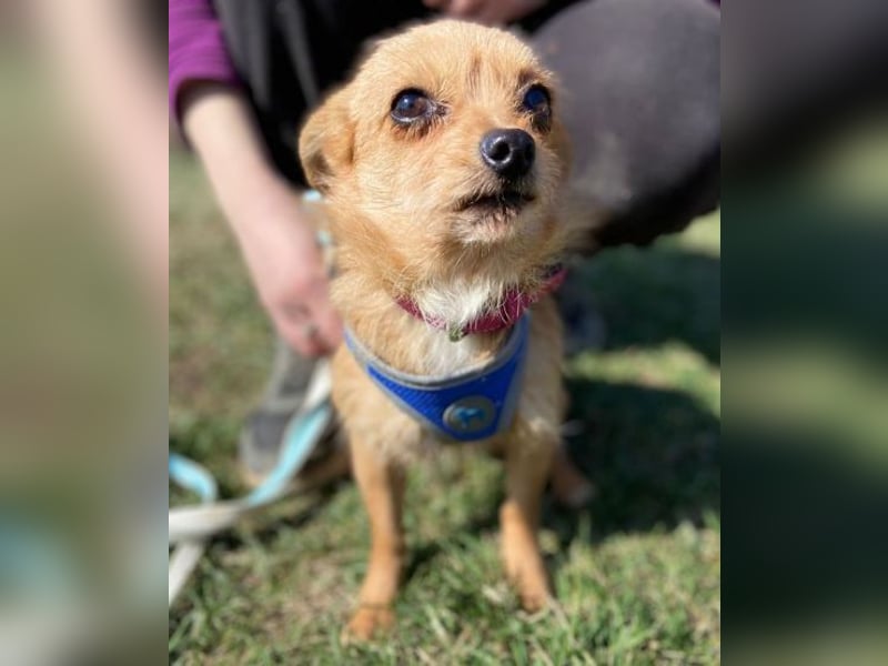 GINGER irrte hungrig umher