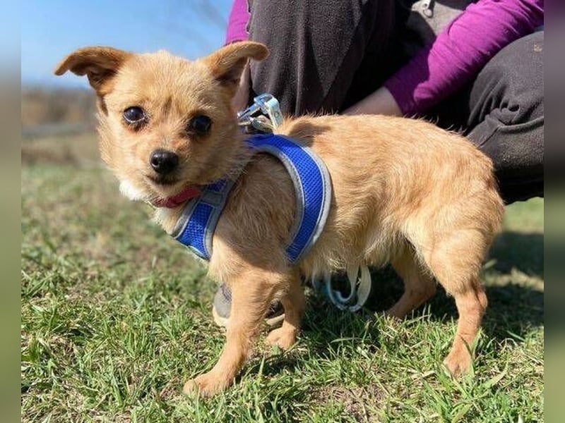 GINGER irrte hungrig umher