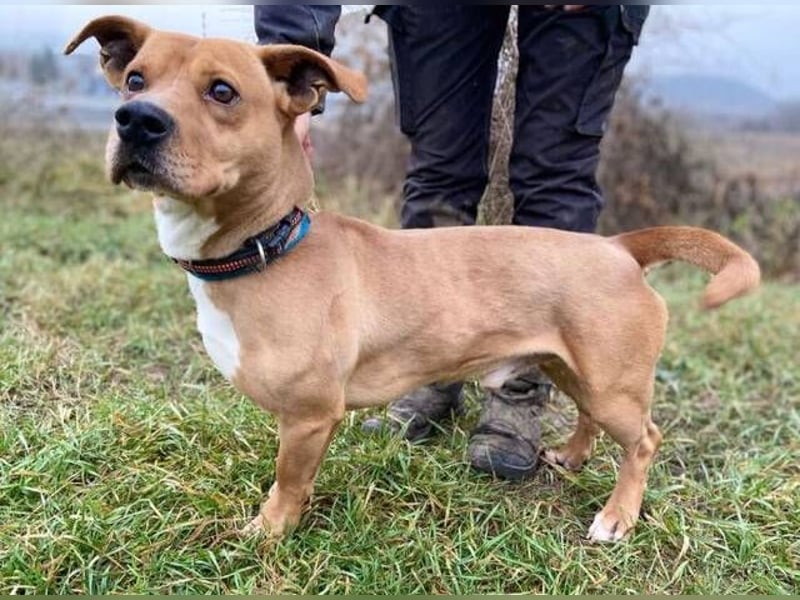 WINSTON ist ein herziger Kerl