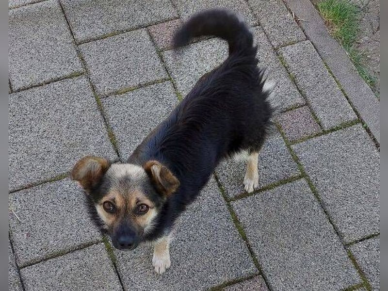 ZOICA ist ein absoluter Traumhund