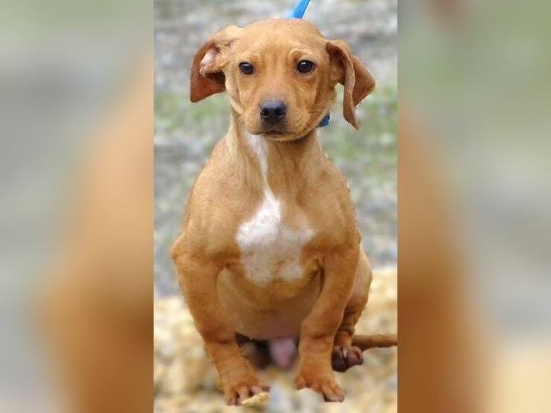 BRUNO entzückender kleiner Hundebub