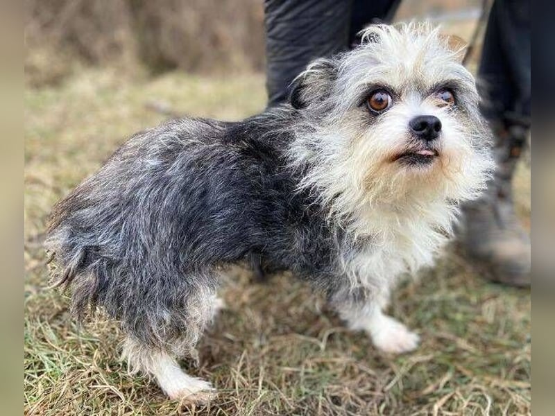IDA wurde hilflos auf der Straße gefunden