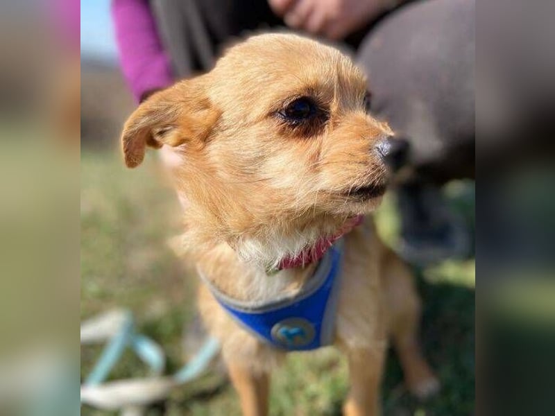 GINGER irrte hungrig umher