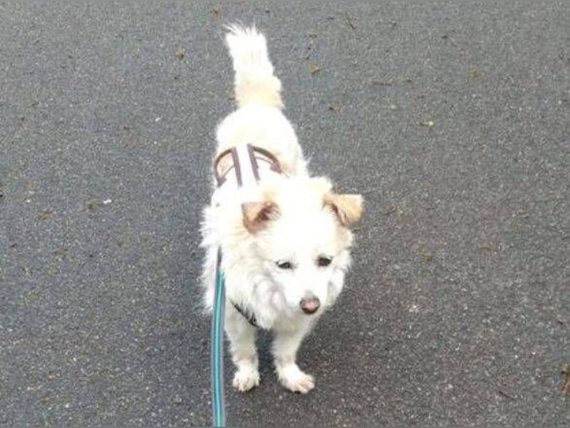 TALVI ist eine süße Hundedame