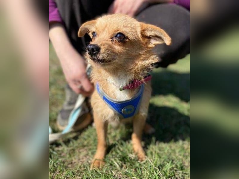 GINGER irrte hungrig umher