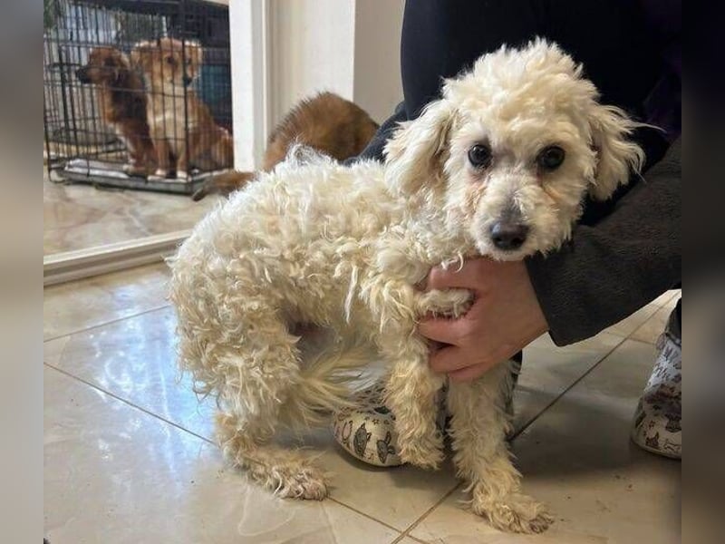 TIMMI ist in großer Not