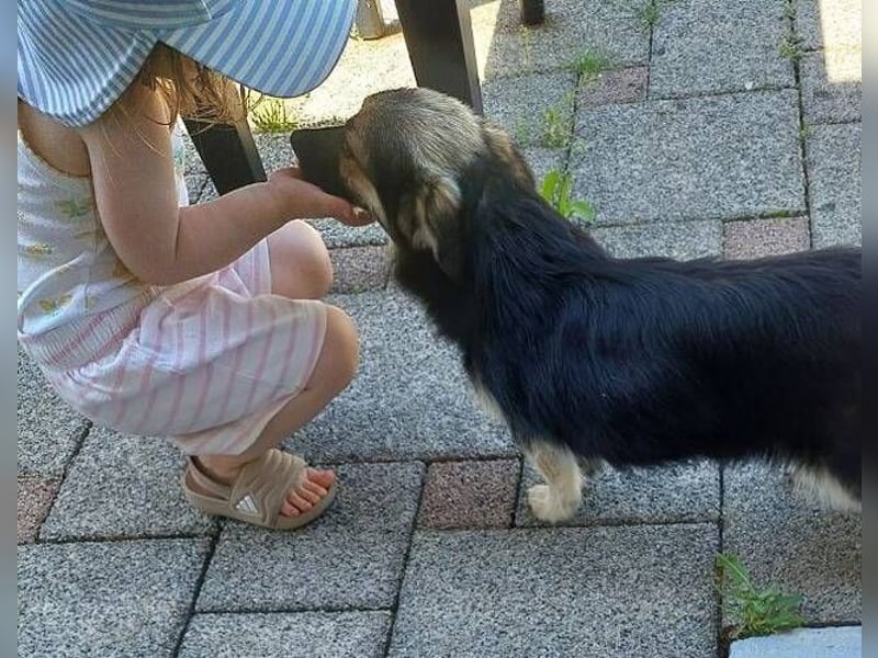 ZOICA ist ein absoluter Traumhund