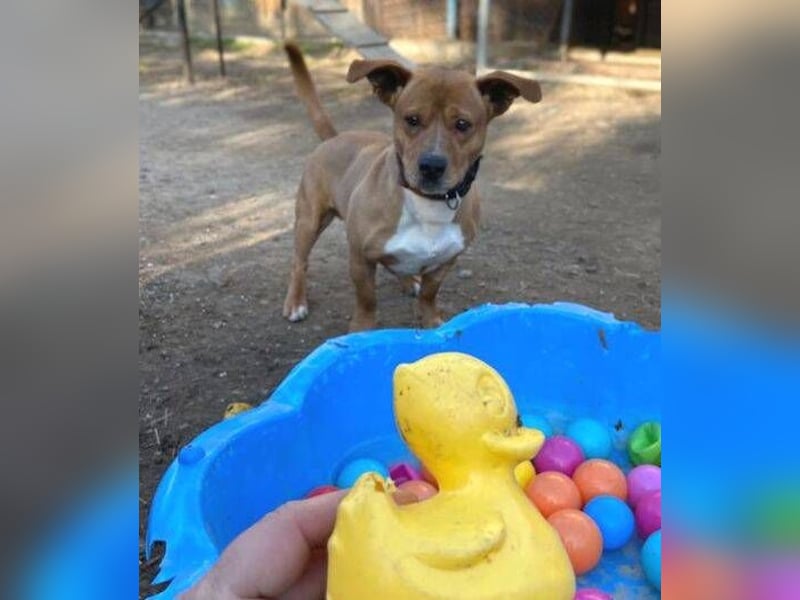 WINSTON ist ein herziger Kerl