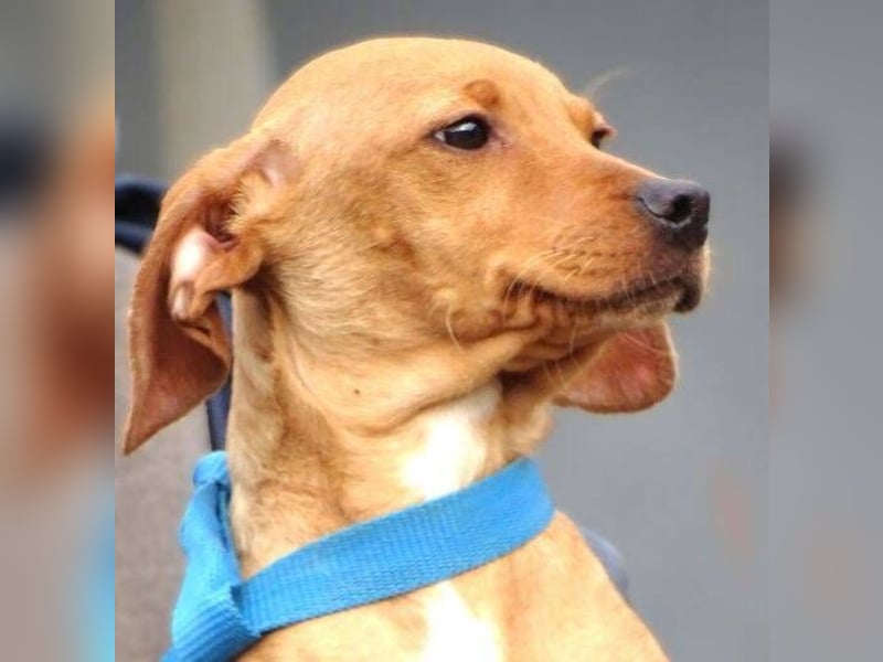 BRUNO entzückender kleiner Hundebub