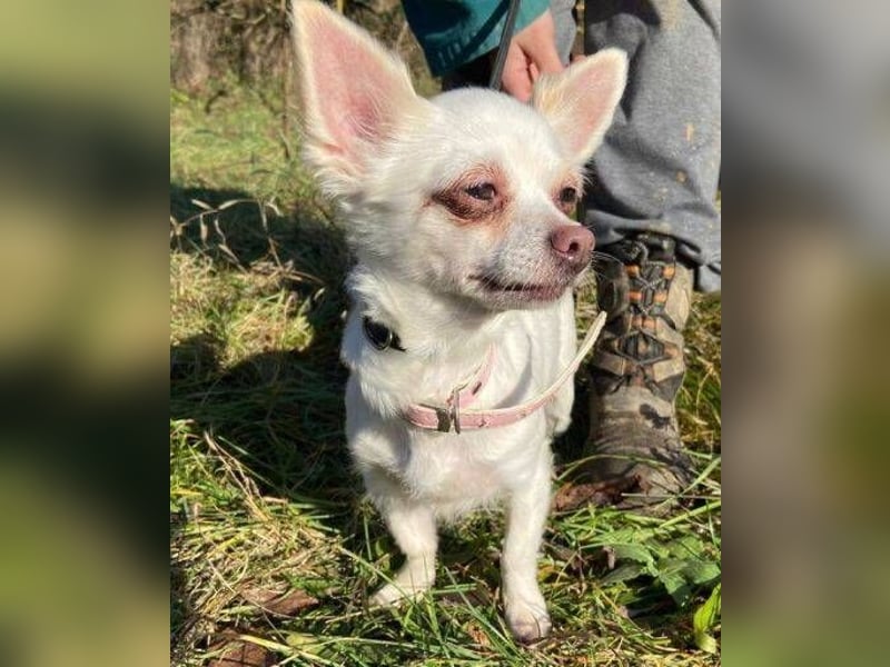 MINNIE ist ein winziges Hundemädchen