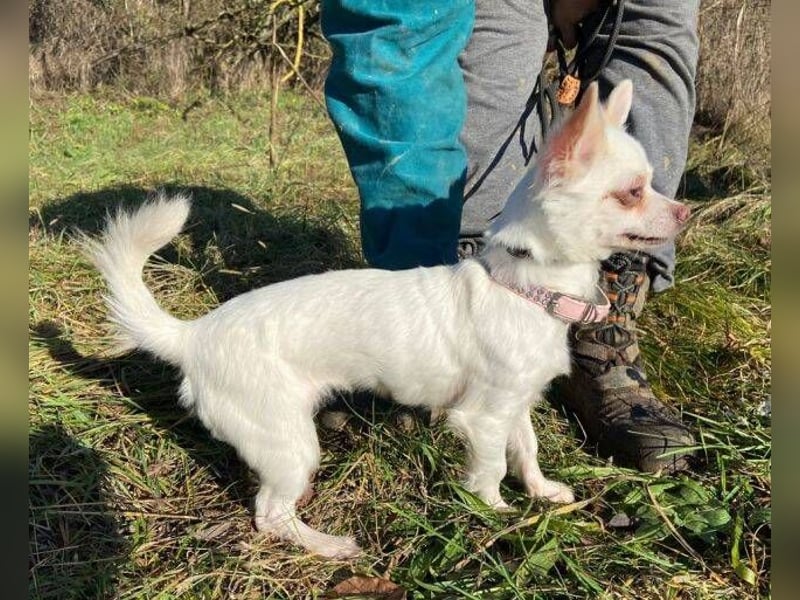 MINNIE ist ein winziges Hundemädchen