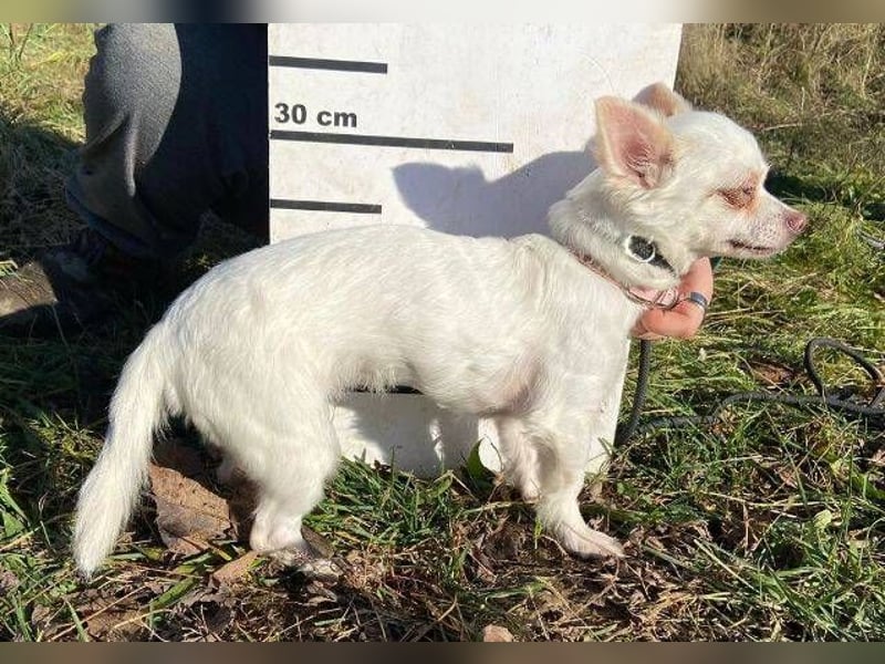 MINNIE ist ein winziges Hundemädchen