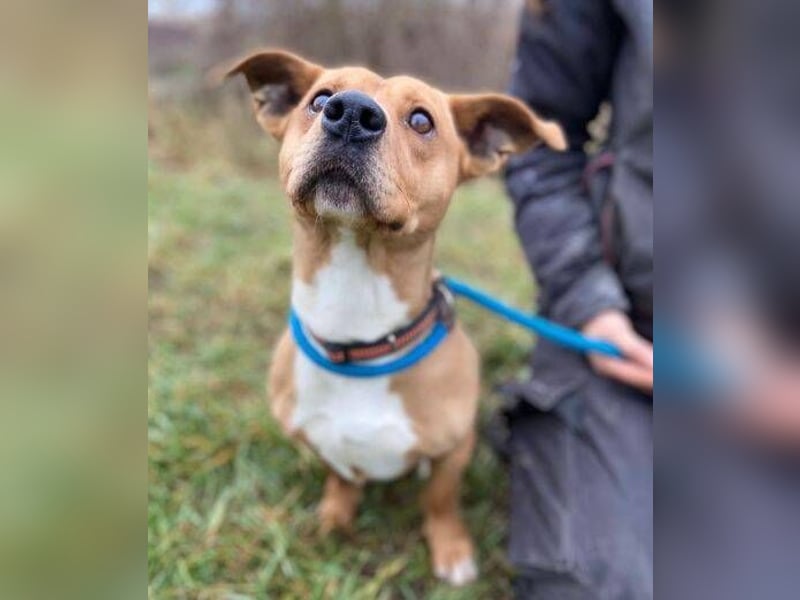 WINSTON ist ein herziger Kerl